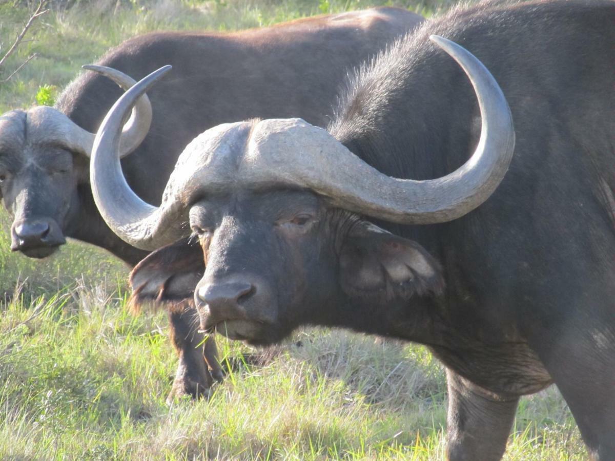 Addo Gateway Lodge Colchester Kültér fotó