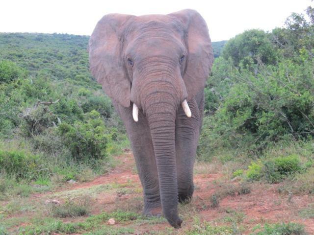 Addo Gateway Lodge Colchester Kültér fotó