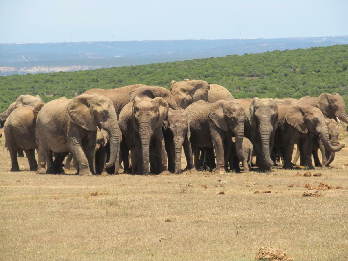 Addo Gateway Lodge Colchester Kültér fotó
